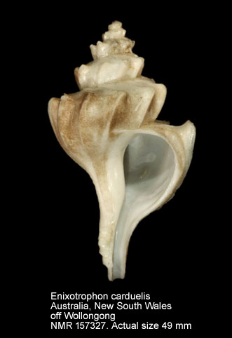 Enixotrophon carduelis.jpg - Enixotrophon carduelis (R.B.Watson,1882)